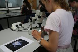 Identifying microscopic zooplankton at the School of Ocean Sciences.