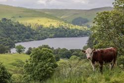 Llun gan RSPB & Sorcha Lewis