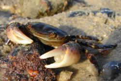 Introduced, invasive species on the coasts of the North Sea, of which strong impacts are known, but which has not yet occurred on domestic coasts. Perhaps possible displacement of local beach crab, Carcinus maenas.: (Photo: Alfred-Wegener-Institut / Karsten Reise)