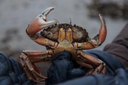 The European shore crab Carcinus maenas. : (Photo: Alfred-Wegener-Institut / Tina Wagner)