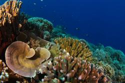 Healthy corals and planktivourous fish on Millennium Atoll, Southern Line Islands: Photo credit:  Brian Zgliczynski, SIO