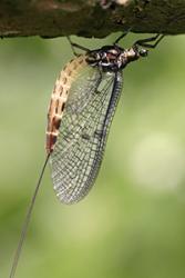 A Mayfly nymph - one of the species looked for in the research