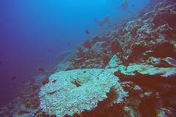 A dead table coral upon which new corals settling upon it