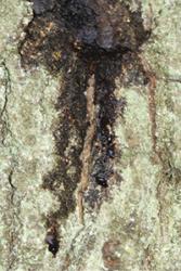 Clear dark fluid seeping from cracks between bark plates on the stem of a mature oak with AOD