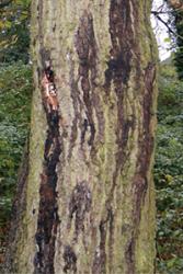 External symptoms of AOD showing position of weeping patches on tree trunks.: From: A description of the symptoms of Acute Oak Decline in Britain and a comparative review on causes of similar disorders on oak in Europe Forestry (Lond). 2014;87(4):535-551. doi:10.1093/forestry/cpu010 Forestry (Lond) | © Crown copyright 2014.