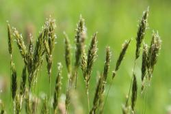 Sweet vernal grass (Anthoxanthum odoratum) is a short-lived perennial grass that is grown as a lawn grass and can also be found on unimproved pastures and meadows.