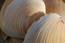 Ocean Quahog clam shells, showing the growth rings on each shell.