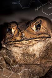 The Asian toad's native predators can withstand the toxins in its skin.:  Image Credit: Ben Marshall