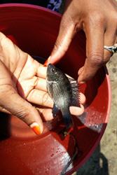 Asilatu Shechonge, myfyrwraig PhD yn TAFIRI a Phrifysgol Dar es Salaam gyda'r rhywogaeth Oreochromis. Mae Schechonge yn 