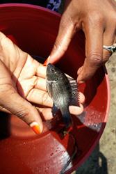 Asilatu Shechonge a student at the University of Dar es Salaam holds a Oreochromis tilapia species. : Credit: Tarang Mehta, Earlham Institute