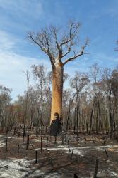 Large scale clearance of Madagascar’s dry forests (to clear land for peanuts and corn) is decimating remaining patches of this rare habitat, home to species found nowhere on the planet. : copyright Tahina Roland Frederic.