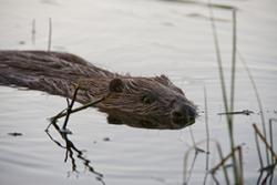 A beaver: Image by Allard Martinius via Wildlife Trusts Wales