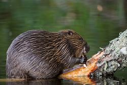 Beaver on a log.: Image by Allard Martinius via Wildlife Trusts Wales