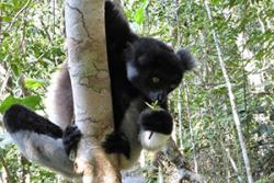 The ultimate aim of the biodiversity offset is to conserve the wonderful biodiversity of the eastern rainforests (such as this indri), while allowing mining development.