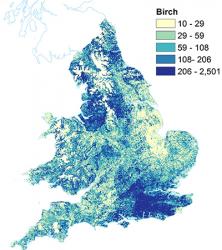 High resolution UK Birch map from McInnes et al. 2017. Science of the Total Environment