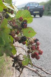 Blackberries growing on the roadside.