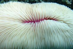 A bleached mushroom coral. The white appearance is caused by the loss of the coral’s symbiotic zooxanthellae in response to thermal stress. Without the zooxanthellae, the coral will eventually suffer mortality. 