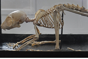 A galago or bushbaby, one of the exhibits at the Brambell Natural History Museum.