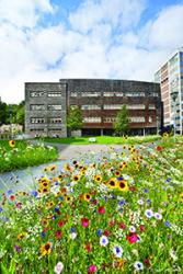 The area in front of the Environment Centre Wales building is sown with wild flowers.: copyright Iwan Williams.