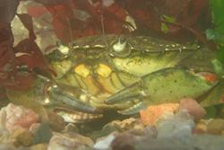 A Green Shore Crab.