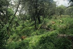 Cattle grazing in an Ethiopian forest.