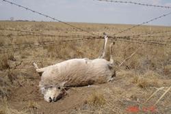 Gafrewif Mongolaidd wedi ei dal ar weiren bigog: Llun G Sukhchuluun