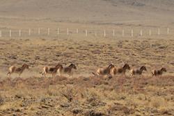 Asiatic Wild Asses: image credit: Petra Caczensky