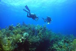 A Bangor University team surveyed the reefs of Cayman : Image credit & copyright John Turner