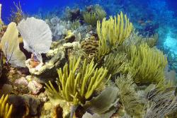 A Cayman islands coral reef :  Image credit & copyright: J.Turner