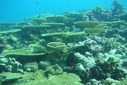  Some of the Reefs off the Chagos Islands.