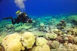 Surveying a reef in the Indian Ocean