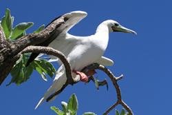 Red-footed Booby