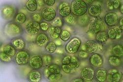 Chlamydomonas reinhardtii, the green alga used in the experiment. : Image credit: Josianne Lachapelle