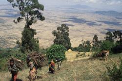 Fuelwood gathering from a church forest, which risks causing forest degradation but could be managed sustainably. 