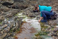 A CoCoast volunteer looking for wireweed