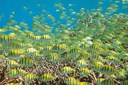 Healthy reefs often have a large biomass of herbivorous fishes such as these Convict Tangs. Herbivores are often targeted by fishers on coral reefs.