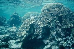 A near-shore coral reef which has 'bleached'.: Image credit: John Turner