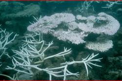 'Finger' corals are more susceptible to 'bleaching' but can grow back quickly.: Image credit John Turner