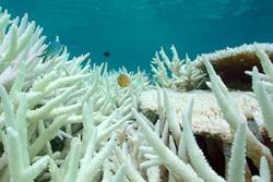 Bleached corals: Image credit & copyright Paul Marshall
