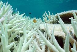 Coral bleaching on the Great Barrier Reef:  image credit Paul Marshall