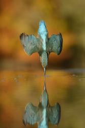 An Eurasian kingfisher breaks the water's surface without a splask : Slight crop Image credit & copyright Alan McFadyen Instagram alanmcfadyen 