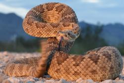 A Mojave rattlesnake prepares to strike.: image credit & copyright: Wolfgang Wüster 