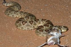 Mohave rattlesnake feeding on a kangaroo rat, one of its most common prey items. : image credit & copyright: Wolfgang Wüster 