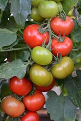 Tomatos 'Crimson Crush' fydd ar gael  yn y Flwyddyn Newydd.