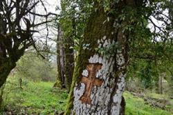 The carved cross in the trunk of this oak tree is a recent offering from a young shepherd to Saint Nikolas, patron of the church in Vitsa's sacred forest.  : Photo© K. Stara