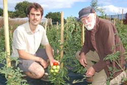 James Stroud (chwith), a David Shaw, yn edrych ar domatos a dyfwyd yn yr awyr agored.  Maent yn tyfu math o rywogaeth i weld sut maent yn gwrthsefyll malltod hwyr tomatos, fel y gallant ddatblygu cnwd y gellir eu dyfu yma.