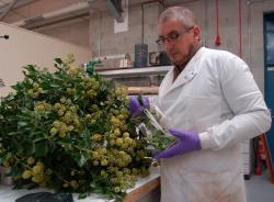 Dr Dave Preskett prepares some ivy for extraction.