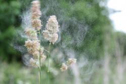 Pollen being released from a common grass species, Dactylis glomerata, also known as cock's-foot, orchard grass, or cat grass