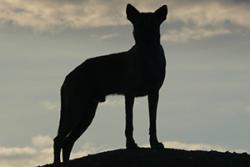 Dingo: image credit/ copyright John Tracey