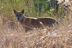 Dingo ym Mharc Cenedlaethol Kakadu, Tiriogaethau'r Gogledd, Awstralia.